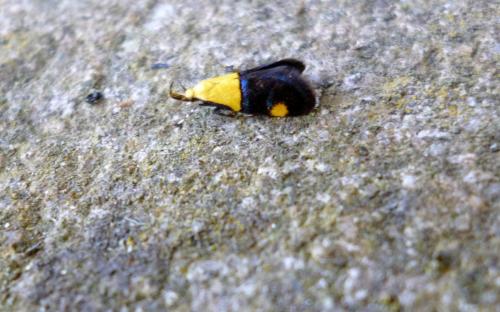 Réf. 258 073 : Oecophora bractella